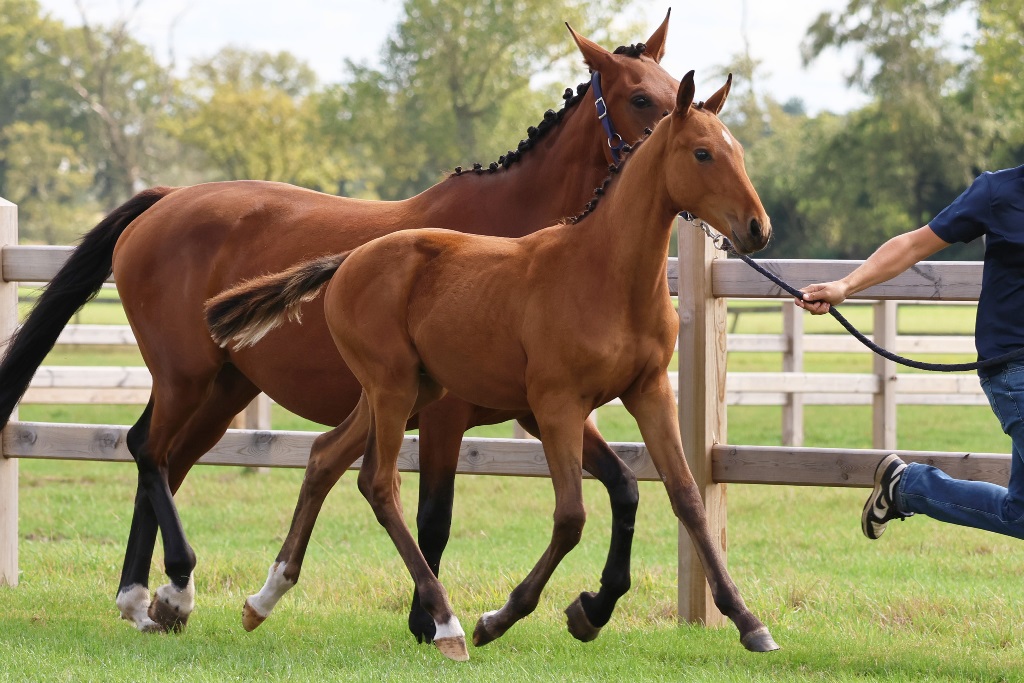 Mylo vd Holsteinerhoeve Z